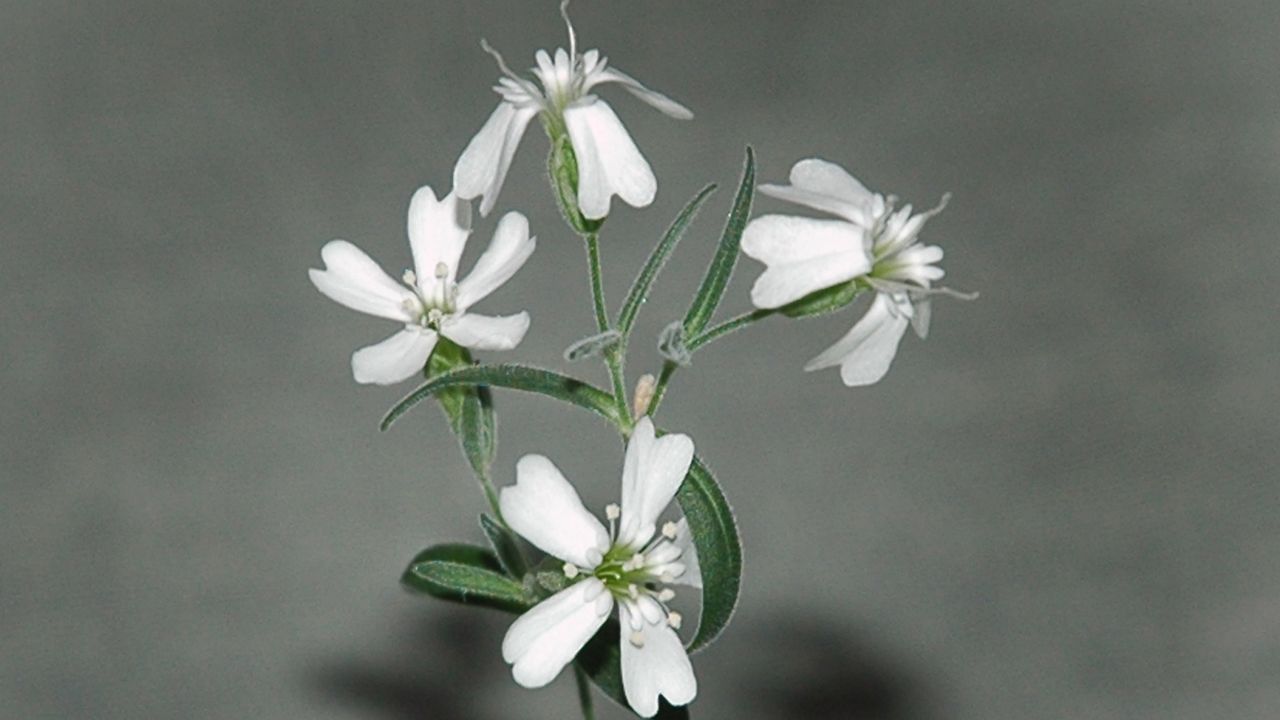 Fruit seeds stored away by squirrels more than 30,000 years ago and found in Siberian permafrost have been regenerated into full flowering plants by scientists in Russia, a new study has revealed. In that same soil, scientists also discovered ancient giant viruses.