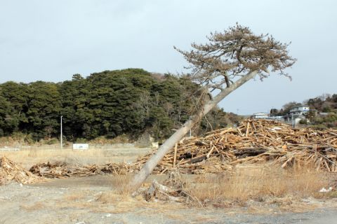 A tree on the coast of Katsurashima bent by the force of the tsunami. 