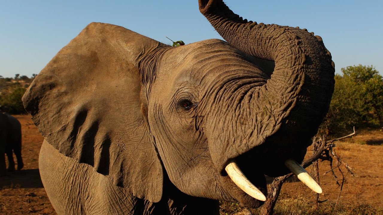 The government in Cameroon has launched a crackdown on poachers who have been killing elephants for their tusks.