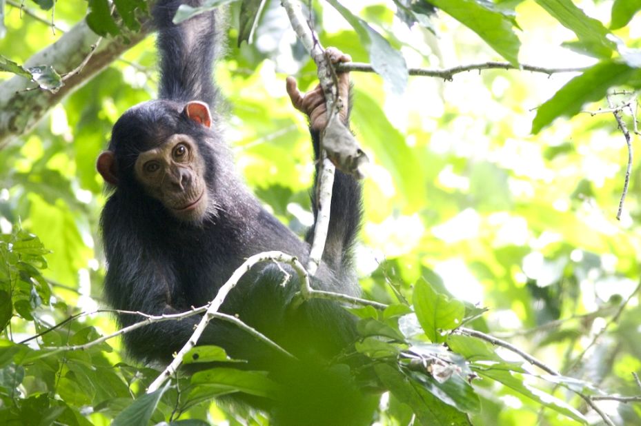 Chimpanzees in the Republic of Congo's pristine Goualougo Triangle forest have received a conservation boost.
