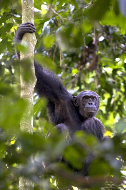 The central African country has extended protection of the Nouabale-Ndoki National Park by over 100-square miles. 
