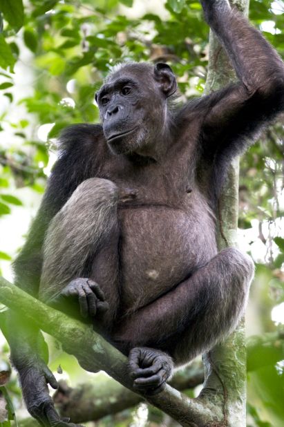 In partnership with the Wildlife Conservation Society (WCS) and a Congolese logging company, the government hope to prevent hunting and promote future study.