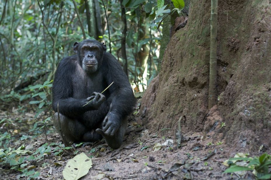 Wildlife Conservation Society studies in the Goualougo Triangle has revealed that chimps use a short stick to perforate a termite mound and a long stick to extract the insects for consumption.     