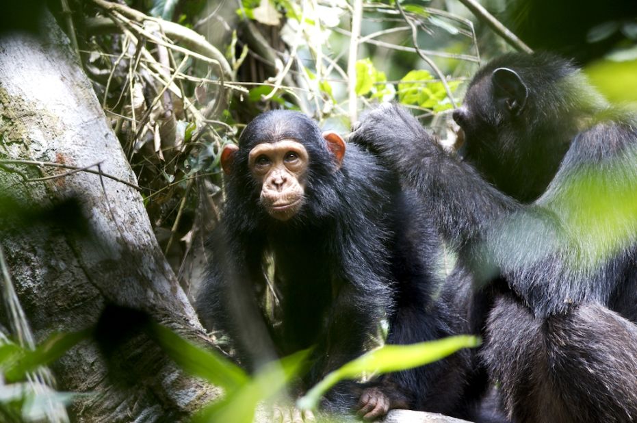 The dense swamp forest habitat is home to hundreds of chimpanzees, say conservationists. 