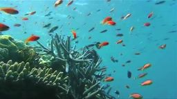 han great barrier reef virtual dive_00001010