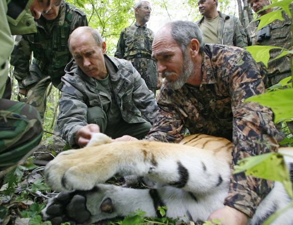 Asistido por un científico ruso, Putin le coloca un transmisor satelital a un tigre durante su visita a la reserva forestal Ussuriysky de la Academia Rusa de Ciencias en el Lejano Oriente el 31 de agosto de 2008.