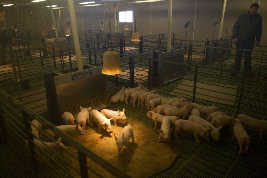 Tofteland inspects young pigs at one of his hog barns outside Luverne, Minnesota. The stench of a hog barn, he says, pales in comparison to the stench of MF Global executives: "Our money was stolen and nobody is being held accountable." 