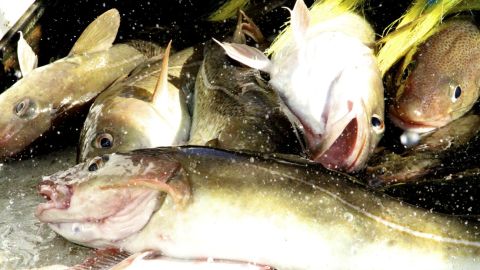Cod fish hauled aboard a fishing trawler in the Gulf of Maine.