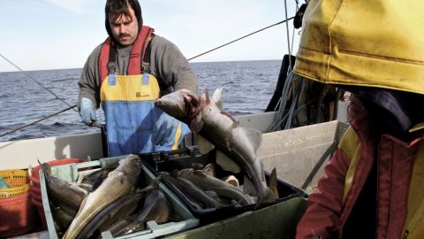 Dennis Robillard, left, and Kevon Hughes fish for cod off the coast of Massachusetts.