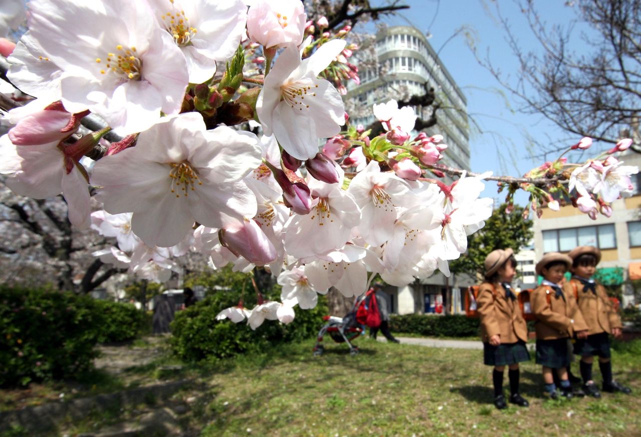 For true lovers of cherry blossoms, Fukuoka's Maizuru Park is the place to be come spring.