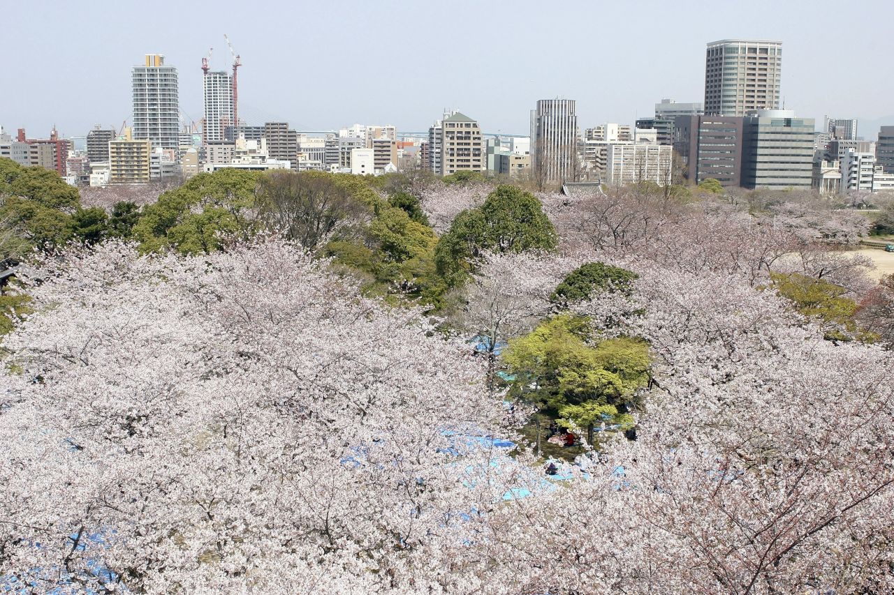 Skyscrapers tower over Fukuoka's Maizuru Park with its abundant cherry trees.