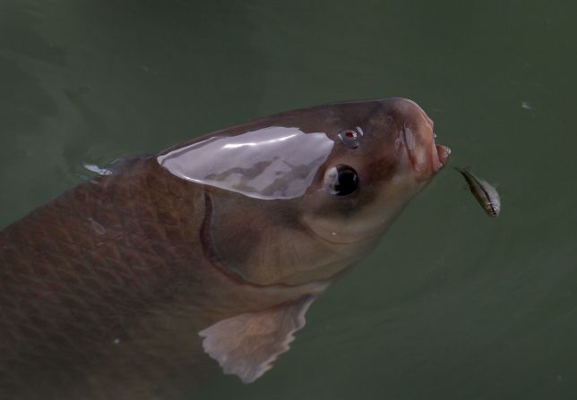 The invasive Asian carp is a threat to native species in the Great Lakes states. Luckily, local fishermen have found it tastes great fried with Cajun spices. 