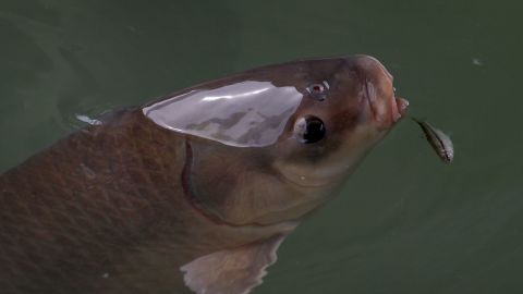 The invasive Asian carp is seen as a threat to native species in the Great Lakes states.