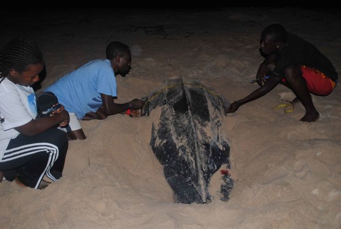 Aventures Sans Frontieres staff in Gabon measure a leatherback.