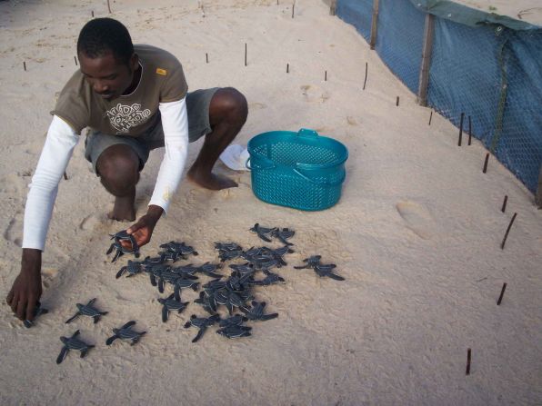 Leatherback hatchlings in a hatchery, Gabon.