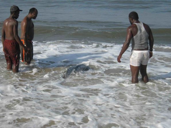 Returning a leatherback to the ocean.