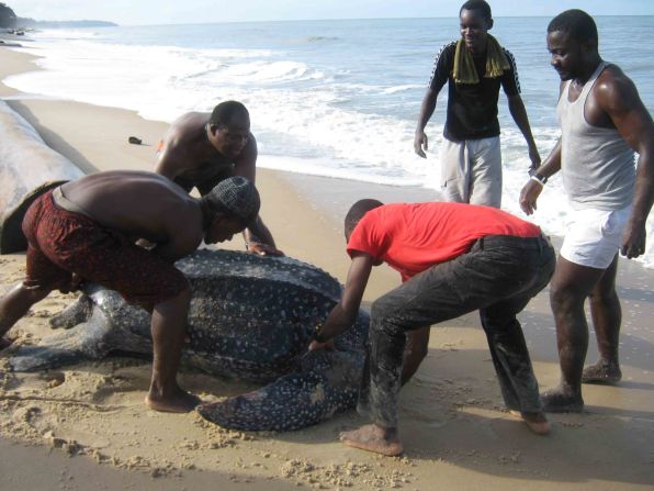 The leatherback is the world's biggest sea turtle; the largest ever discovered was 3m from head to tail.