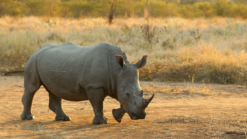A rhinoceros walks on July 20, 2010 in the Edeni Game Reserve, South Africa.