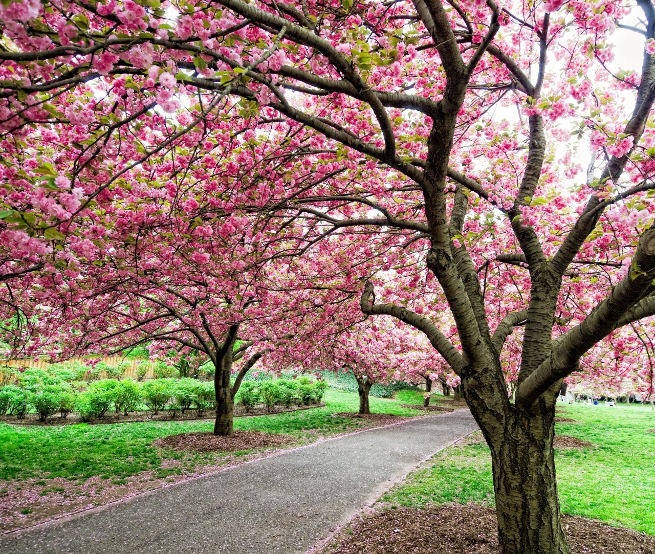 Brooklyn Botanic Garden's Cherry Esplanade is one of the highlights of cherry blossom season.