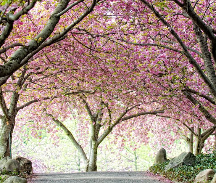 The Brooklyn Botanic Garden's Cherry Walk offers a lovely stroll in the spring. The garden claims a more diverse collection of Japanese flowering cherries in one place than anywhere in the world outside Japan.