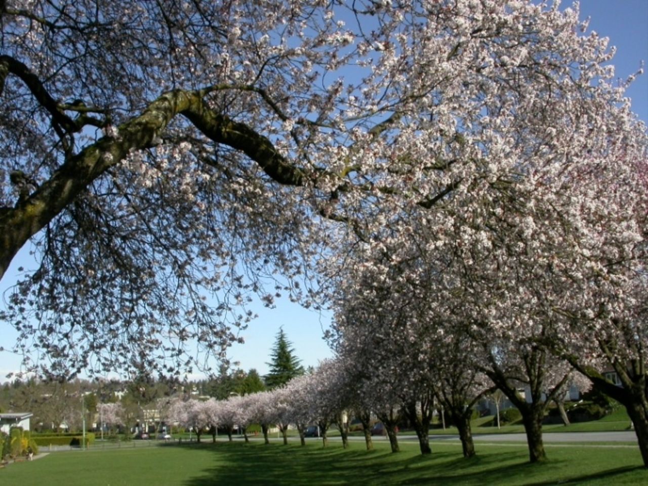 Vancouver has more than 40,000 cherry trees gracing its streets in neighborhoods such as Arbutus Ridge.