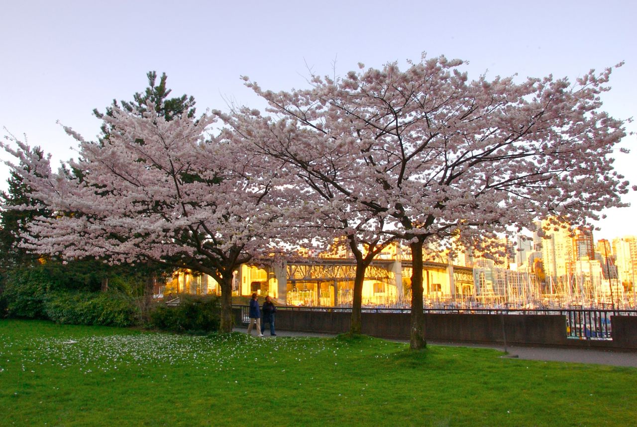 Cherry blossoms are in abundance in the spring on Granville Island in Vancouver, which first started planting cherry trees in the 1930s.