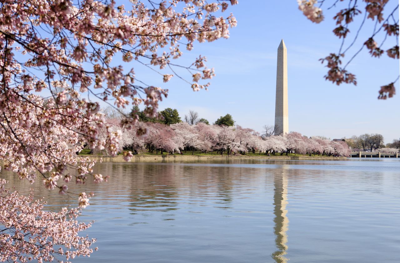 Flower lovers will know spring has arrived in the nation's capital when cherry blossoms adorn the Tidal Basin and surrounding sites such as the Washington Monument.