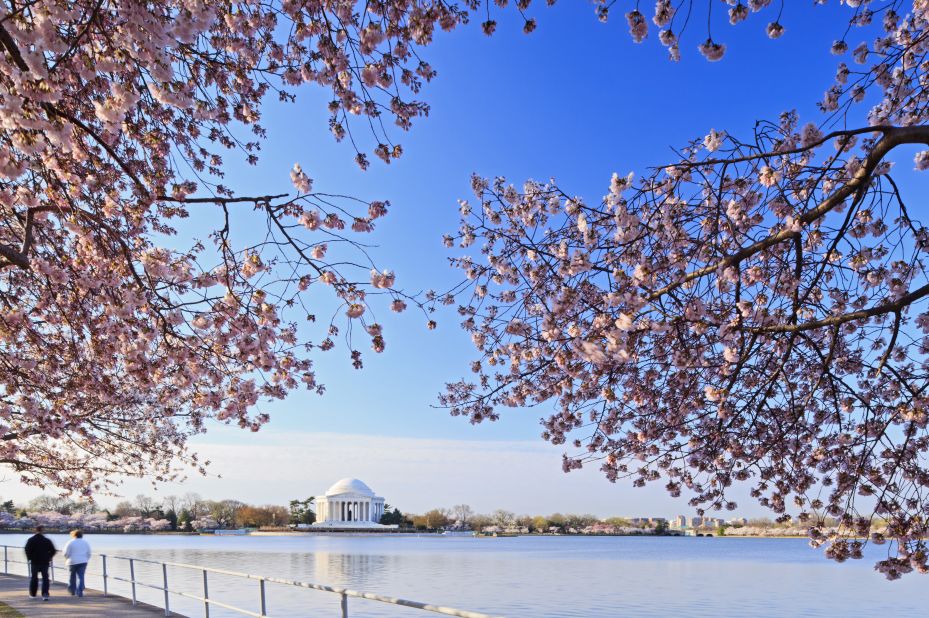 The blossoms surround the Jefferson Memorial with a picturesque frame. The National Cherry Blossom Festival runs March 20 through April 27 in the capital.