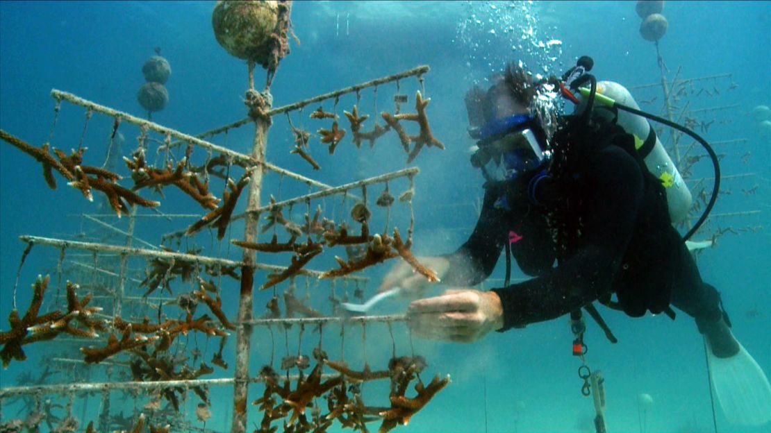 The Coral Restoration Foundation grows corals in underwater nurseries. After about a year, the corals are taken to the wild.