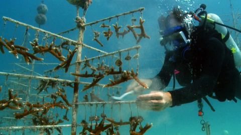 The Coral Restoration Foundation grows corals in underwater nurseries. After about a year, the corals are taken to the wild.