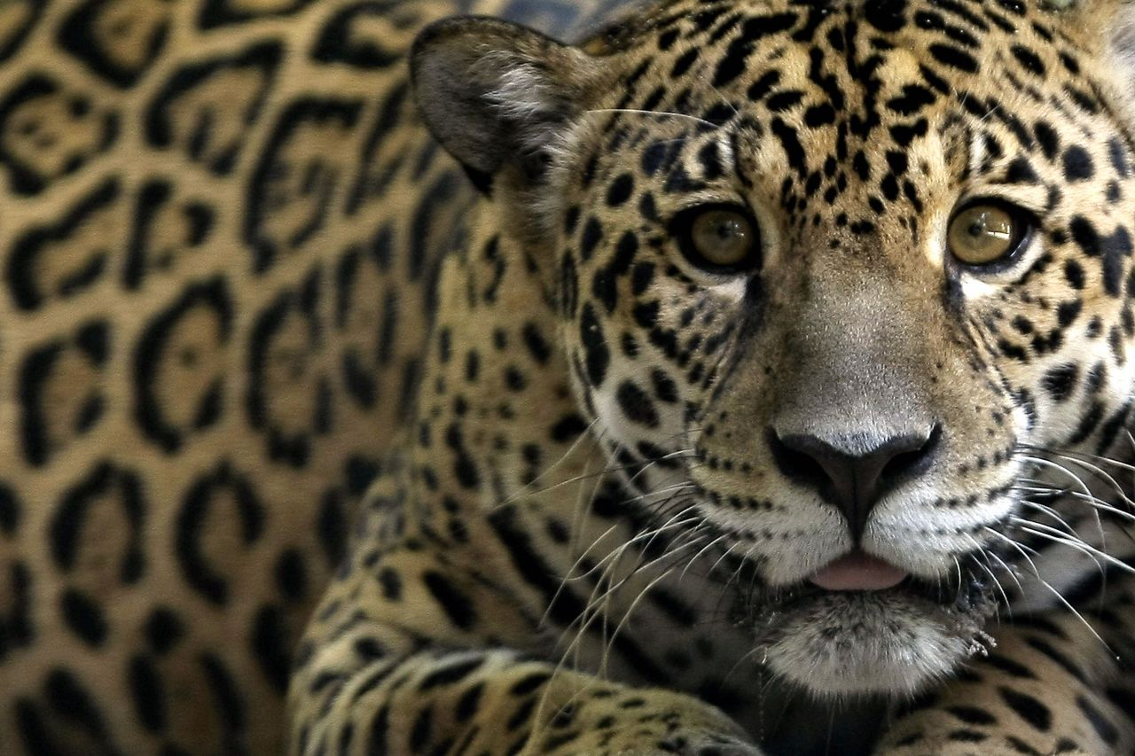 The jaguar is one of the endangered species to be found in Amazonia - this one is pictured in a Brazilian reserve.