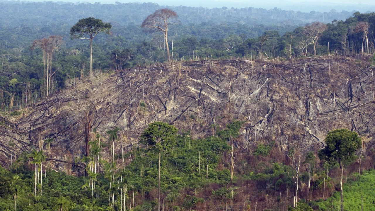 This sector of forest in the state of Para in northern Brazil was illegally felled in 2009.
