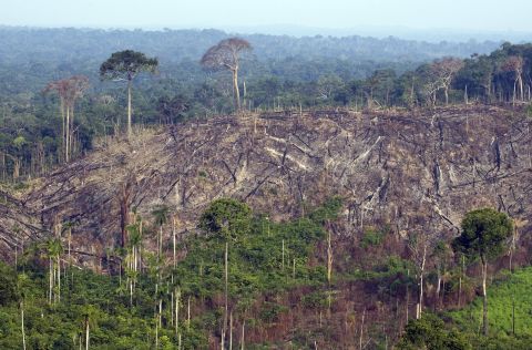 This sector of forest in the state of Para in northern Brazil was illegally felled in 2009.