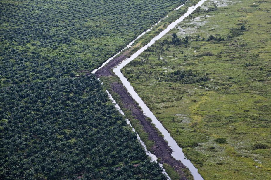 Much of Indonesia's forests have been cleared to make way for palm oil plantations -- like this one pictured in south Sumatra in 2010.