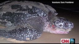 exp inside africa gabon leatherback turtles a_00014601