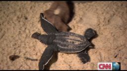 exp inside africa gabon leatherback turtles c_00044301