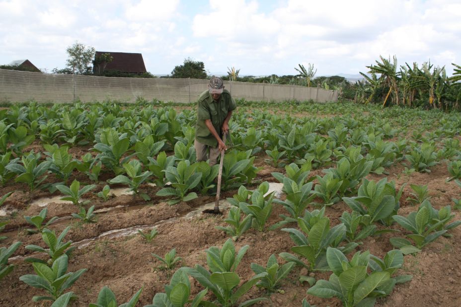 Lung cancer is prevalent in Cuba in large part thanks to one of the country's staples: tobacco.