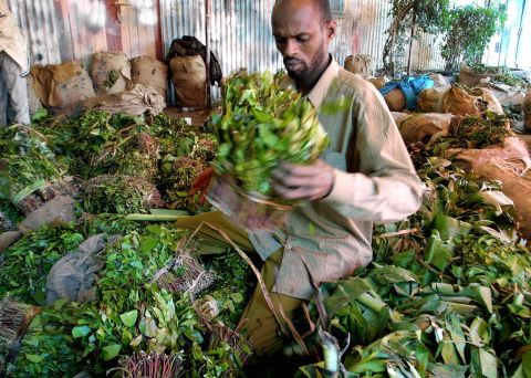 The East African plant khat (Catha edulis) has been popular for centuries in the Horn of Africa and parts of the Middle East.