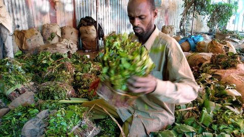 The East African plant khat (Catha edulis) has been popular for centuries in the Horn of Africa and parts of the Middle East.