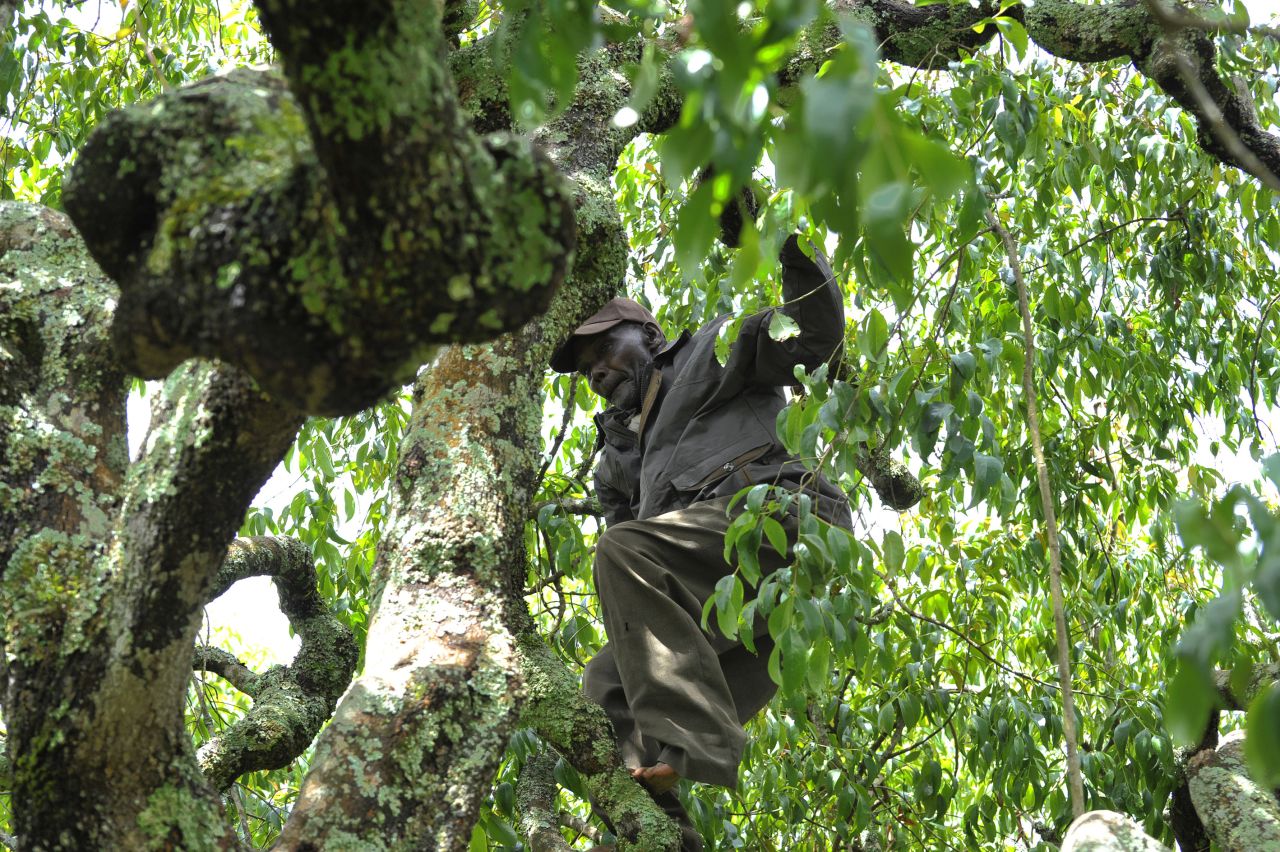 Khat is key to the economic survival of thousands of farmers in Kenya's Meru county who grow it legally.