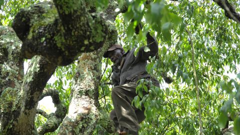 Khat is key to the economic survival of thousands of farmers in Kenya's Meru county who grow it legally.