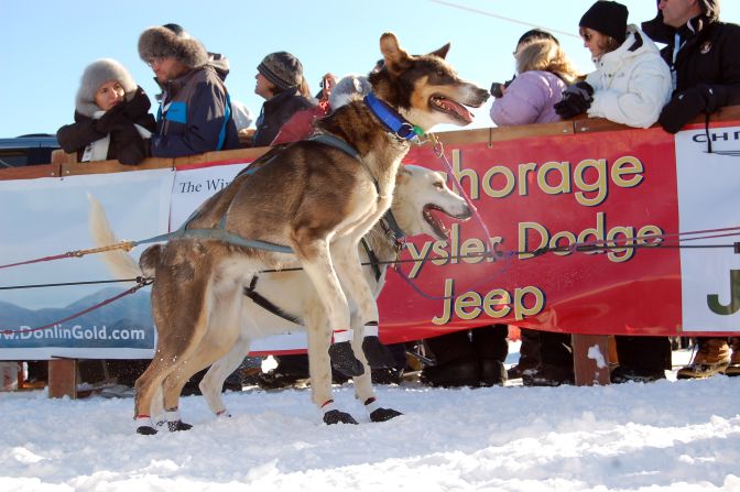 Dogs at the start on Sunday appear ready to race.