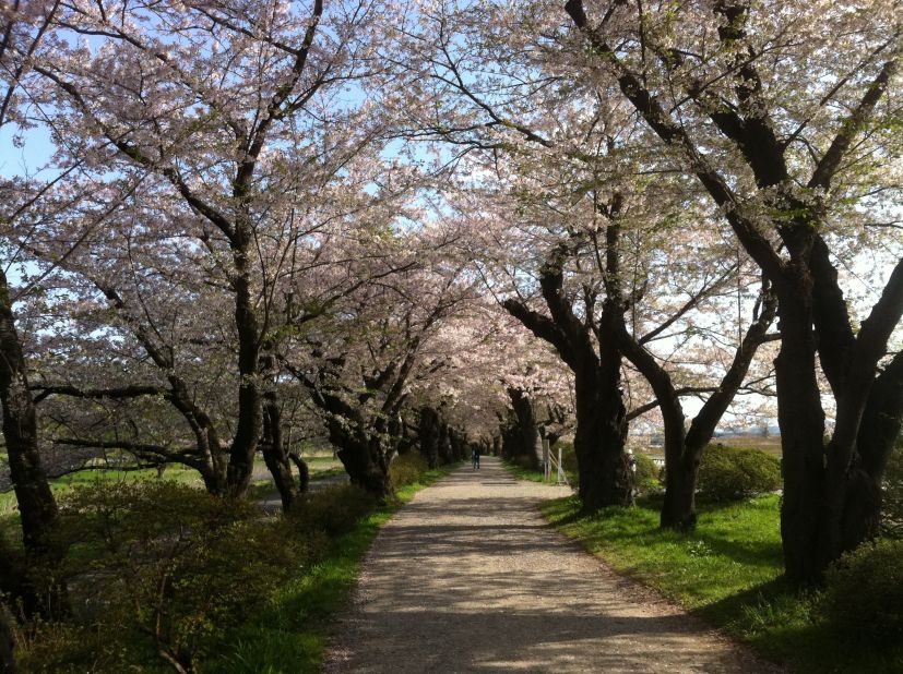 Jeremy Doe, a high-school English teacher living in Kitakami City, took this photo of cherry blossoms to symbolize rebirth. "One year later, we are still dealing with this ... but we are still living," he said.