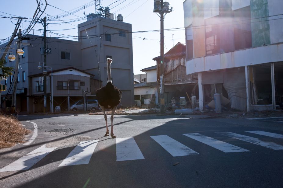 Tokyo-based photographer Osakabe Yasuo recently visited the Fukushima exclusion zone and saw animals, such as this ostrich, wandering the streets. "It still seems like March 11 down there," he said.