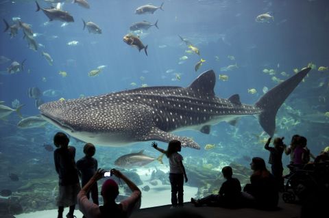 Atlanta's Georgia Aquarium (#3 overall) features whale sharks and beluga whales.