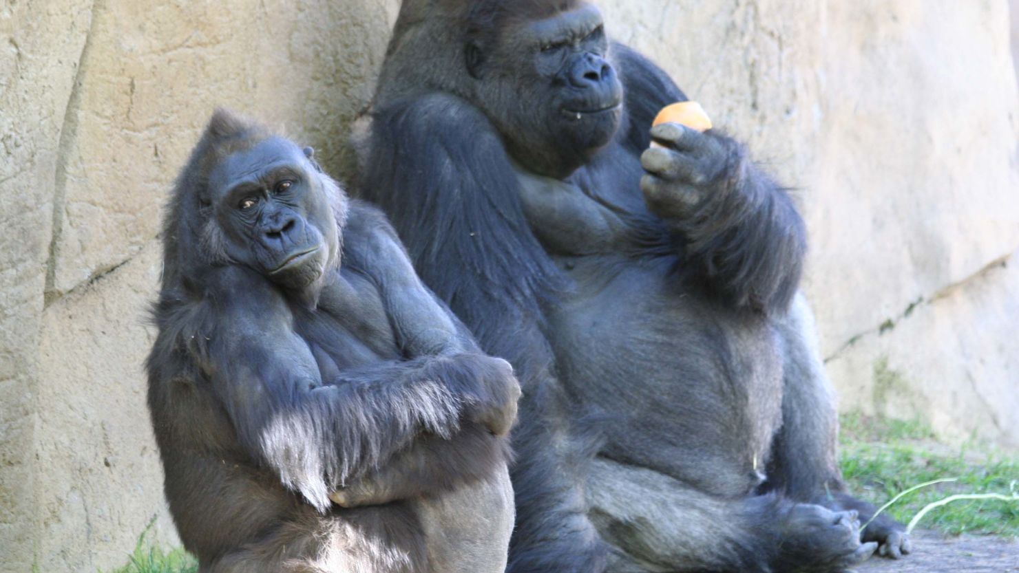 The complete DNA of a female western lowland gorilla called Kamilah (left) has been mapped by scientists  