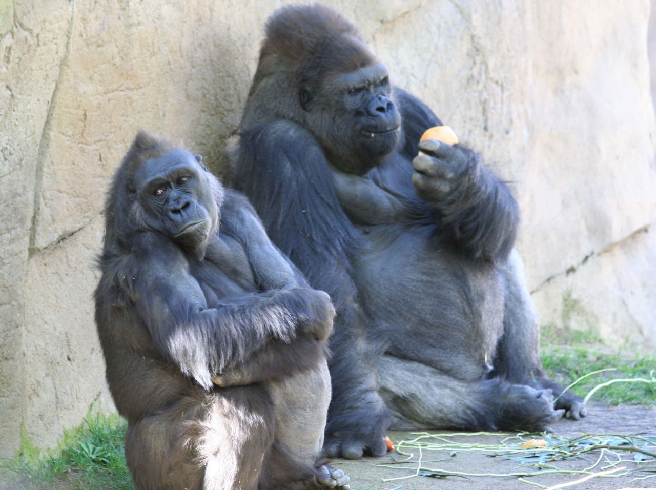 The complete DNA of a female western lowland gorilla called Kamilah (left) has been mapped by scientists, completing the set of genomes for all great apes (humans, chimpanzees, gorillas and orang-utans).  
