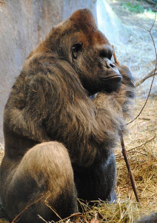 "The gorilla genome is important because it sheds light on the time when our ancestors diverged from our closest evolutionary cousins around six to 10 million years ago," said report researcher Aylwyn Scally.