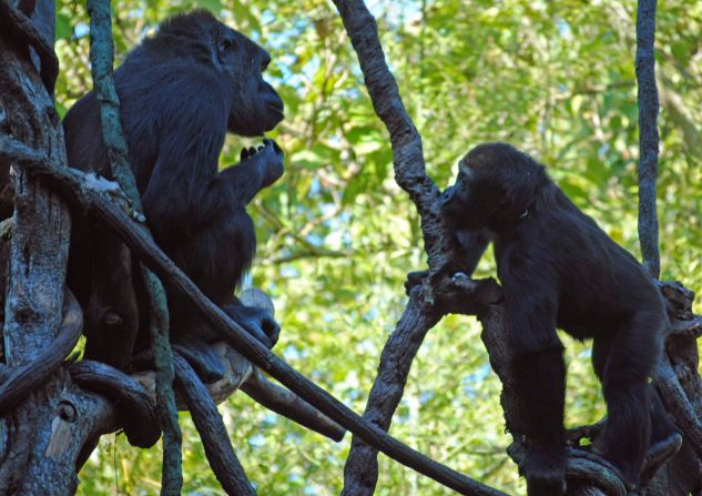 Initial findings have shown that 15% of the gorilla genome is closer to human DNA than to our nearest evolutionary relative, the chimpanzee.