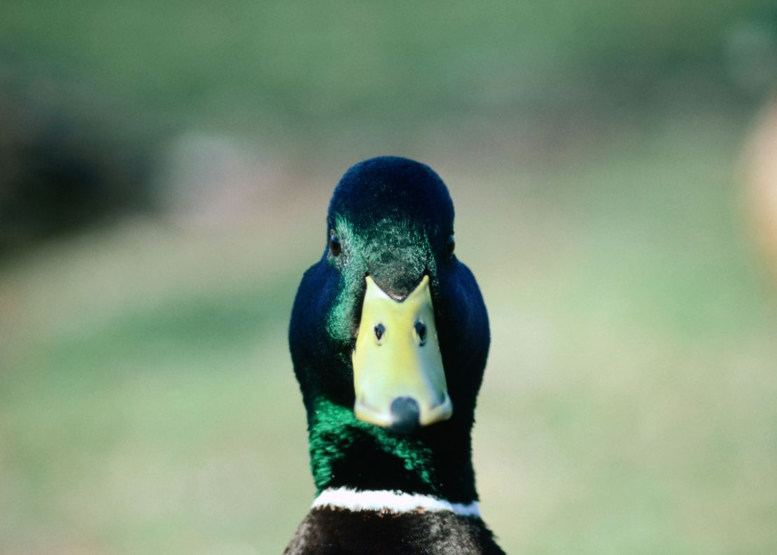 mallard duck staring at camera